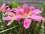 韭兰花