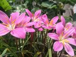 韭兰花