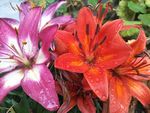 百合花