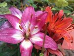 百合花