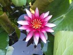 睡莲花