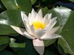 睡莲花