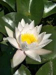 睡莲花