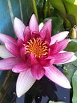 睡莲花