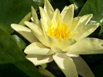 睡莲花