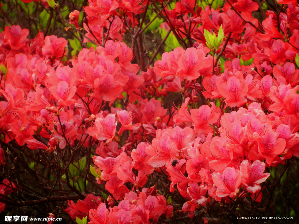 杜鹃花