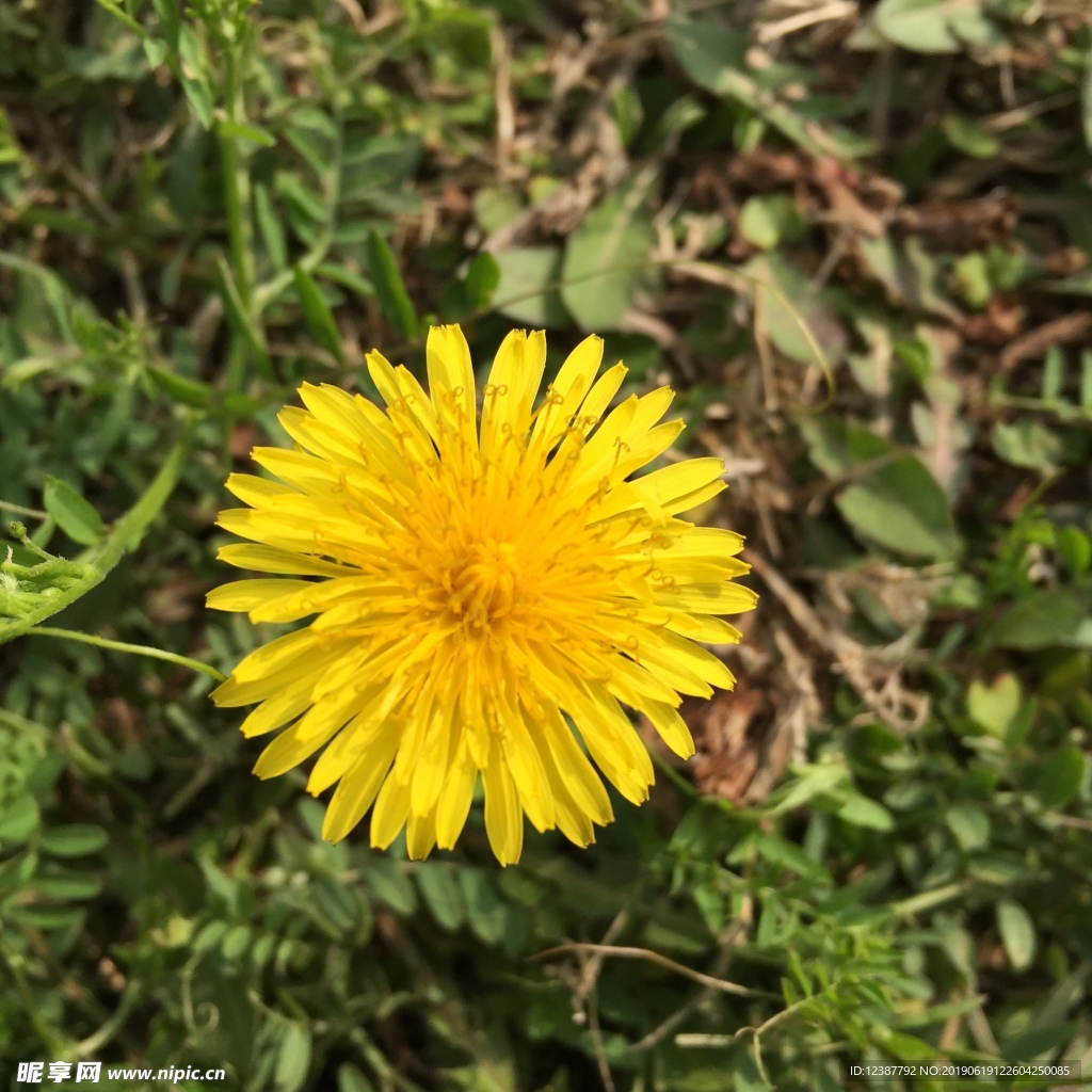 小黄花野花