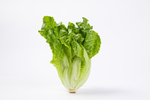 生菜