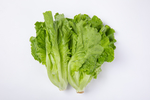 生菜