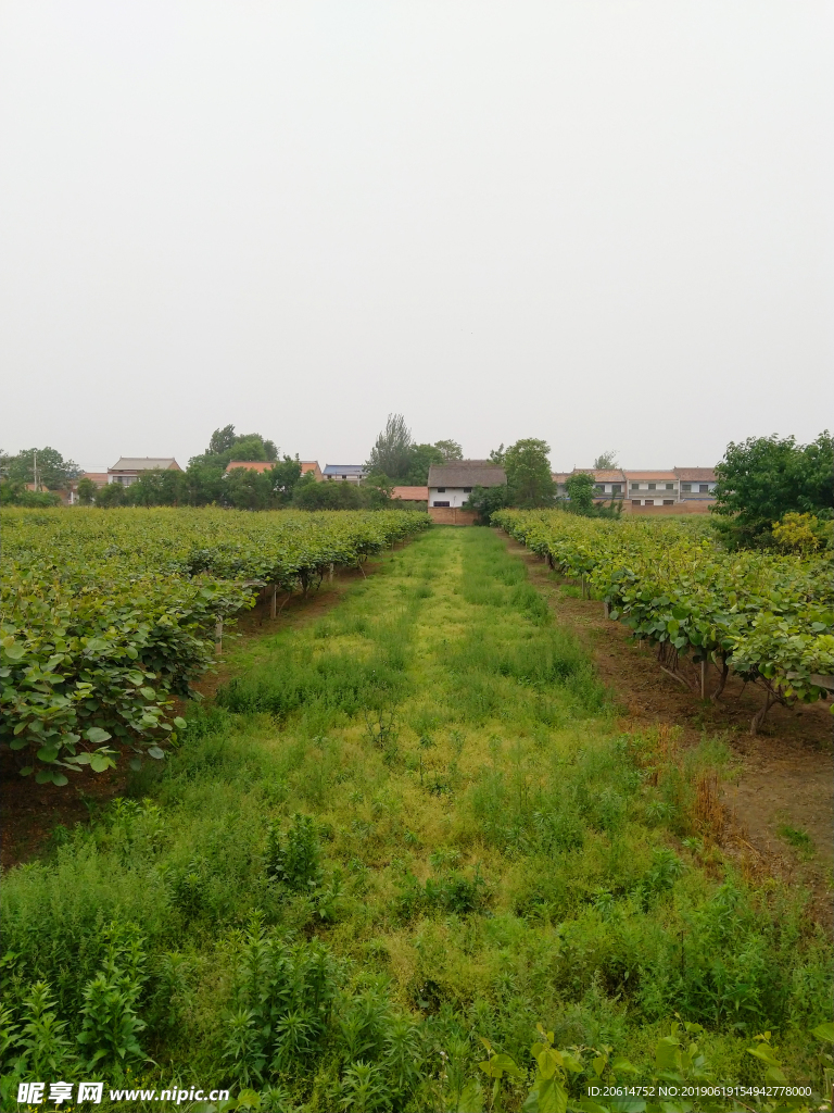 乡村田园风景