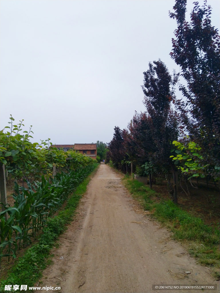 乡村道路风景