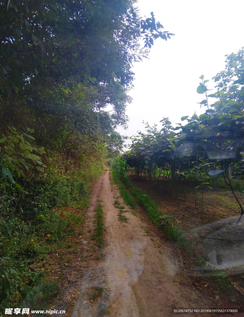 乡村道路美景