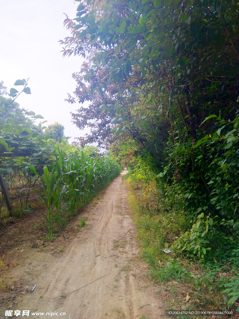 乡村道路美景