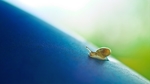 蜗牛