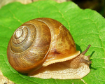 蜗牛
