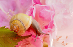 蜗牛