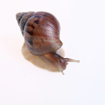 蜗牛