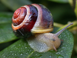 蜗牛