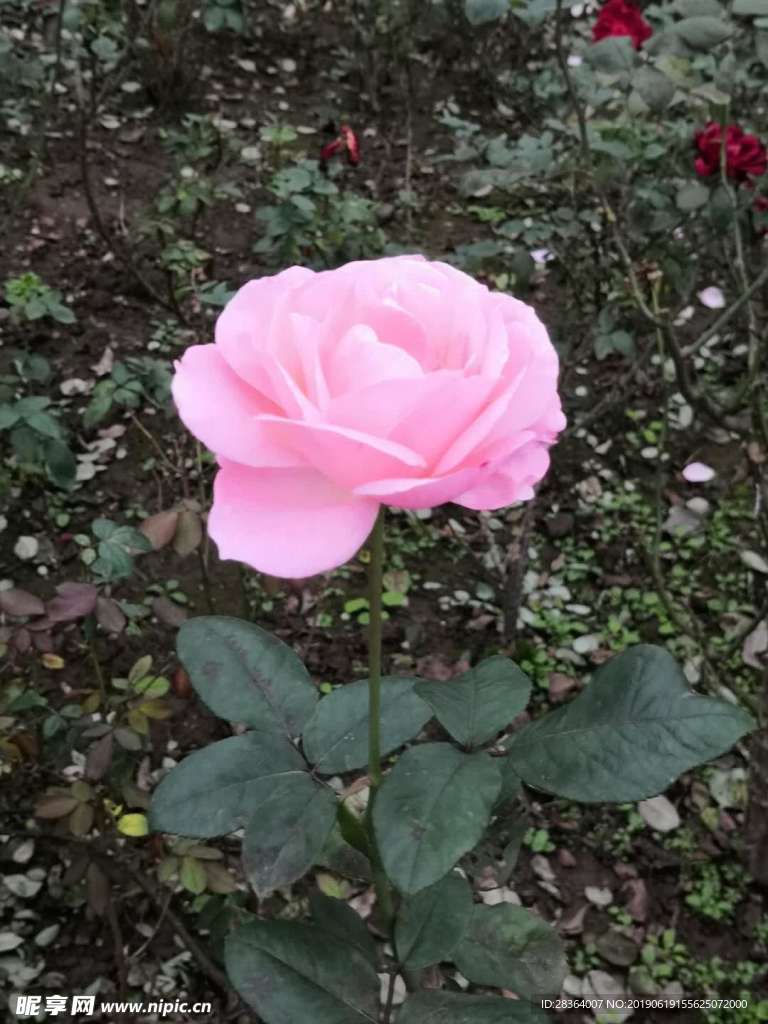 粉玫瑰