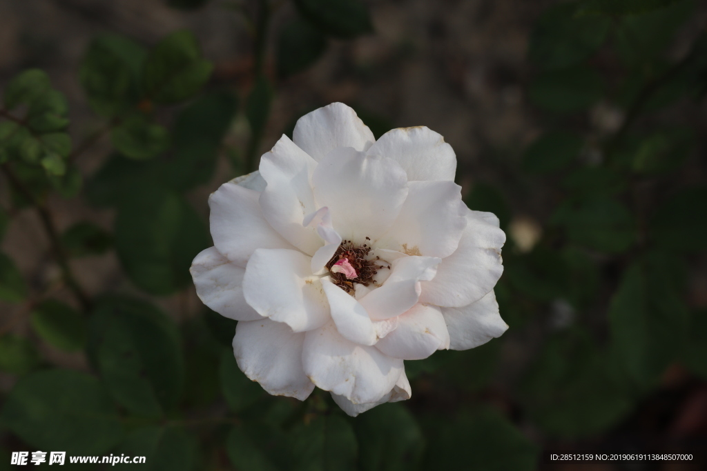 图片元素 设计素材 深林 花