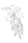 矢量百合花线描插花