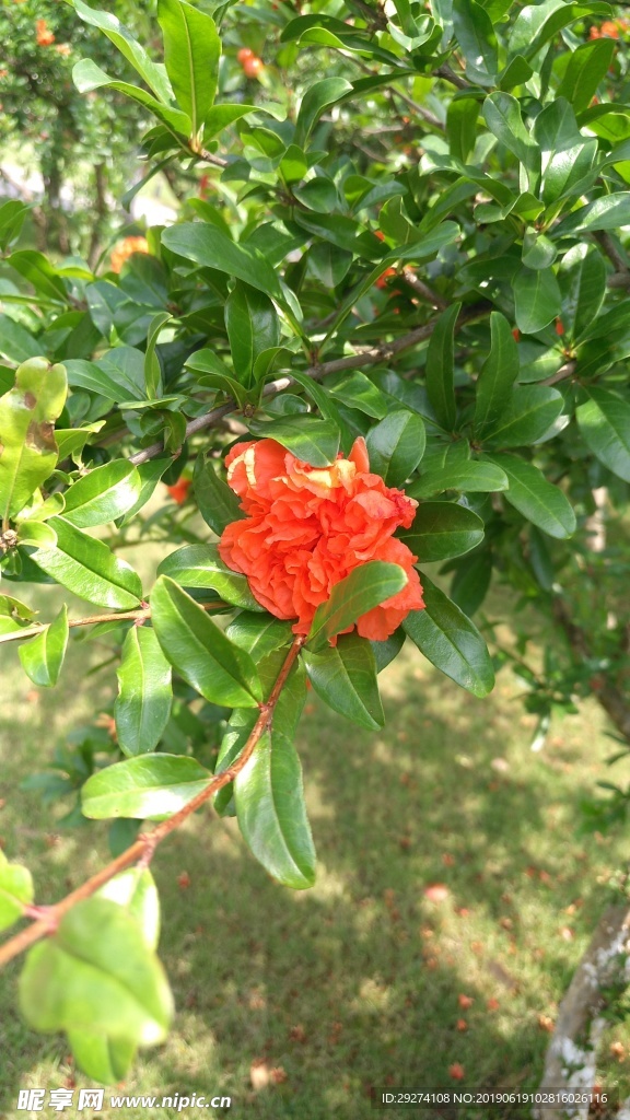 石榴花