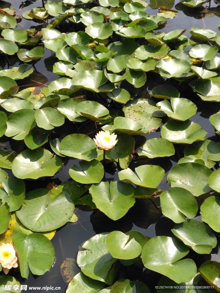 荷叶荷花