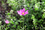 格桑花