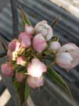 花蕾