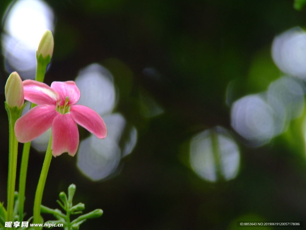 花