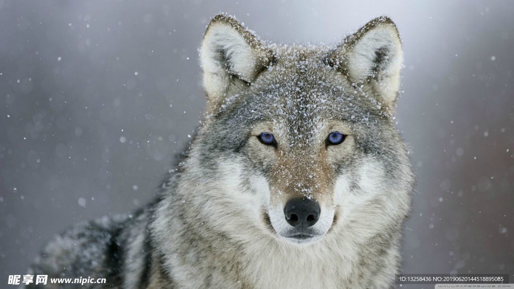 灰色野狼动物图片