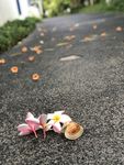鸡蛋花