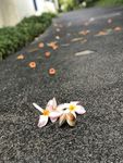 鸡蛋花