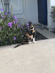 猫咪与花