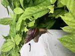 蜗牛
