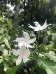 风车茉莉