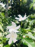 风车茉莉