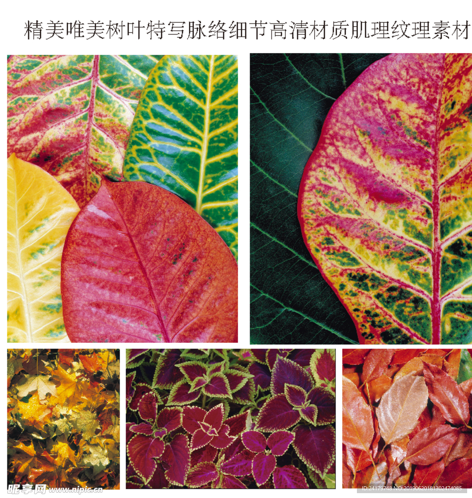 唯美树叶特写脉络细节高清材质