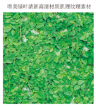 唯美绿叶清新高清材质肌理纹理