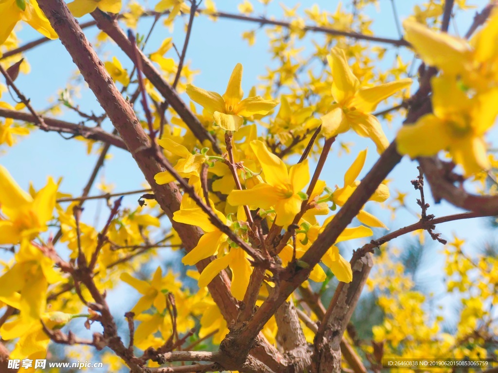 花色小花