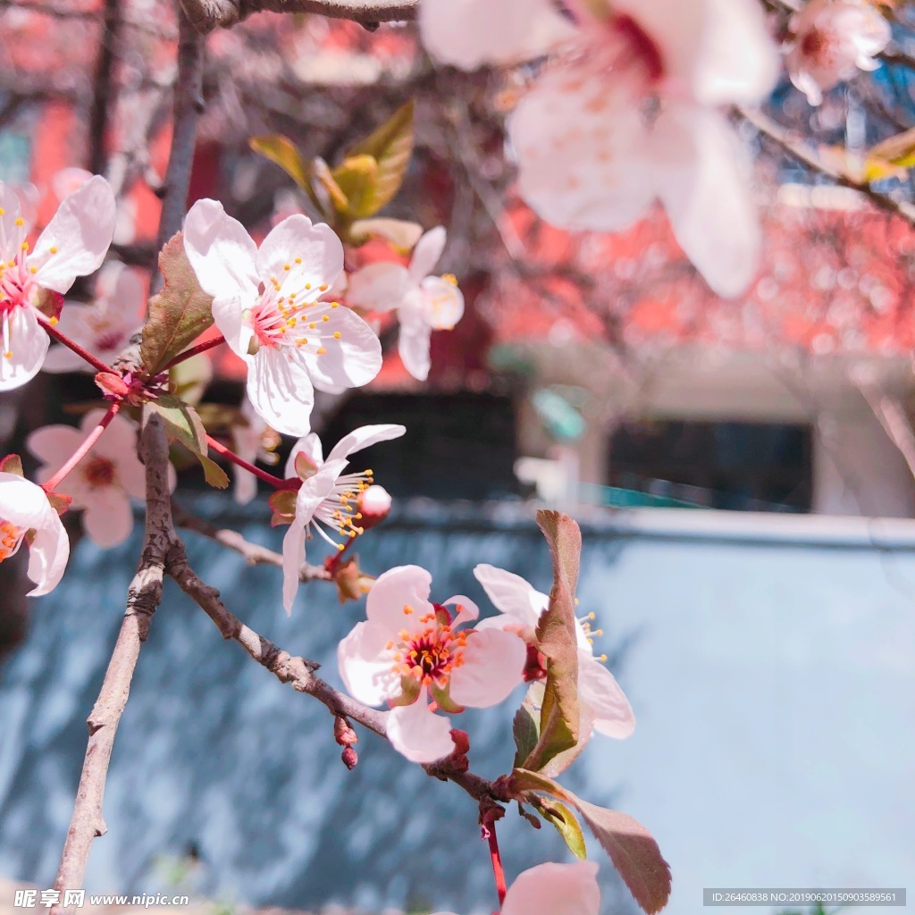 春日桃花