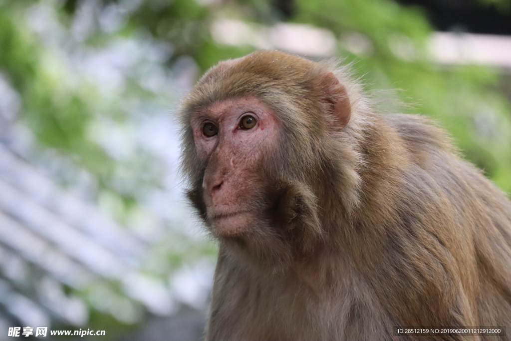 高清猴子脸部海报猴子元素