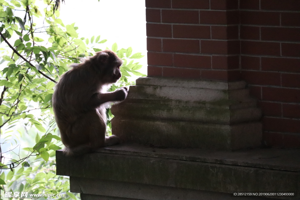 图片元素 猴子素材 深林猴子图