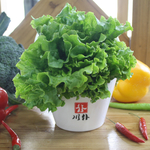 生菜