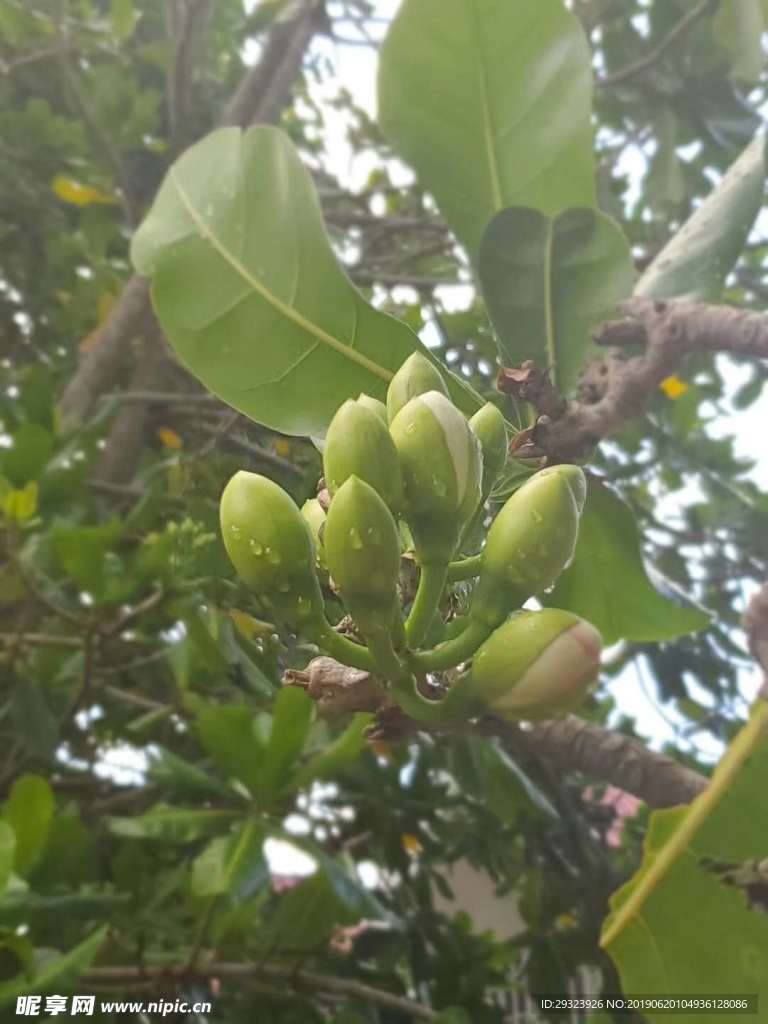 即将开花的突破力量