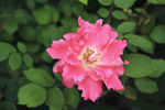 齿边玫瑰花