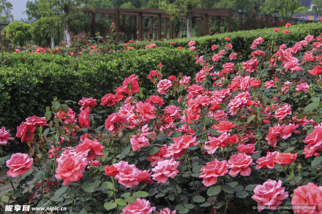 红玫瑰园