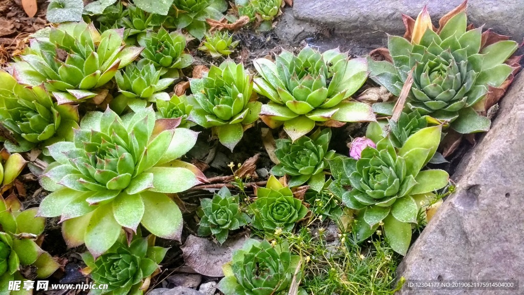 多肉植物