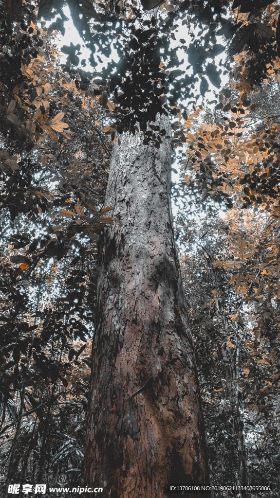丛林大树