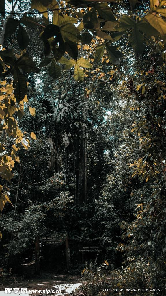 丛林